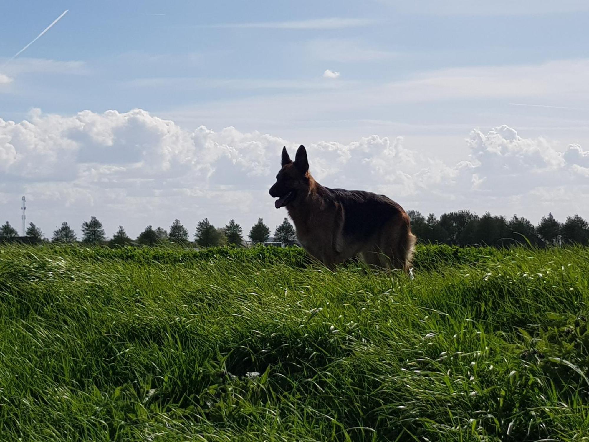 Vakantiehuis In Zeeland 신트 아날란트 외부 사진